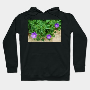 Campanula Carpatica 2 Hoodie